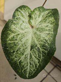 Caladium White Butterfly H 25cm. Piante tropicali