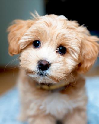 Maltipoo