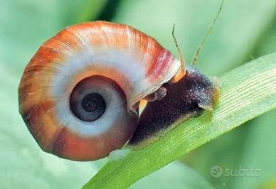 Planorbarius Corneus (lumaca acqua dolce)