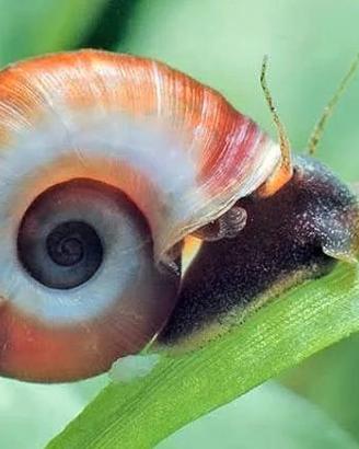 Planorbarius Corneus (lumaca acqua dolce)