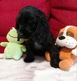 Cocker spaniel maschi neri