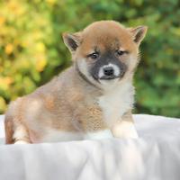 Cucciolino di Shiba Inu