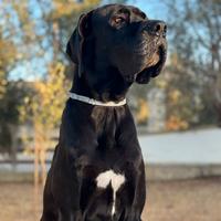 Alano nero con pedigree disponibile per monta