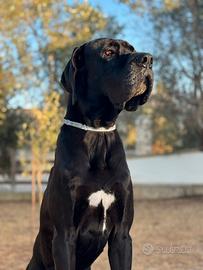 Alano nero con pedigree disponibile per monta