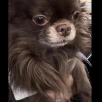 Chihuahua maschio con pedigree per accoppiamento