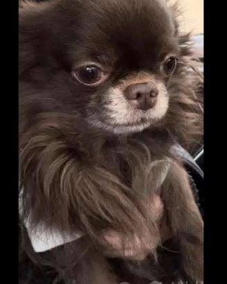 Chihuahua maschio con pedigree per accoppiamento