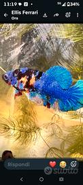 pesci betta
