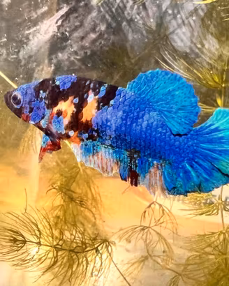 pesci betta