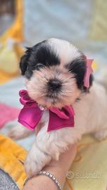 Shih tzu con pedigree