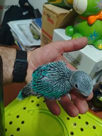 Parrocchetti dal collare