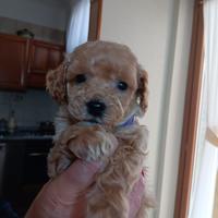 Barboncino nano maschio