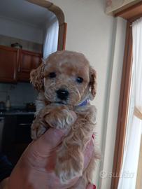 Barboncino nano maschio