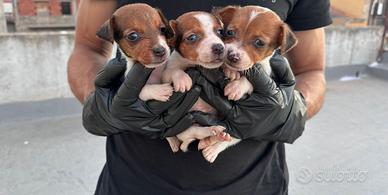 Jack russell