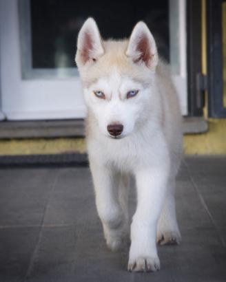 Siberian husky pedigree enci