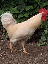 Gallina livornese marans