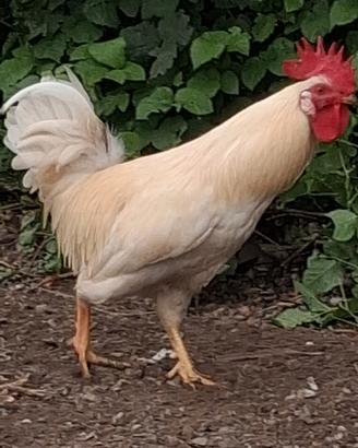 Gallina livornese marans
