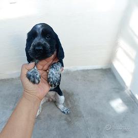 Cocker spaniel inglese