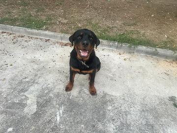Cucciolo Rottweiler