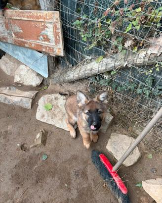 Cuccioli di pastroe tedesco