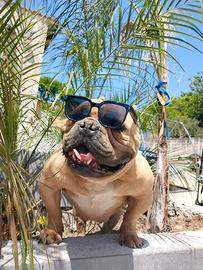 American bully exotic