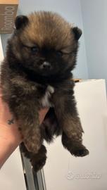 Spitz di Pomerania nani