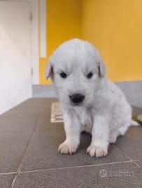 Cuccioli pastore maremmano abruzzese originali