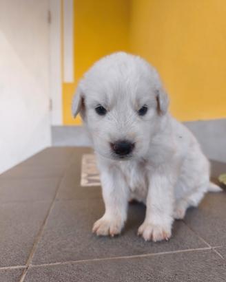 Cuccioli pastore maremmano abruzzese originali