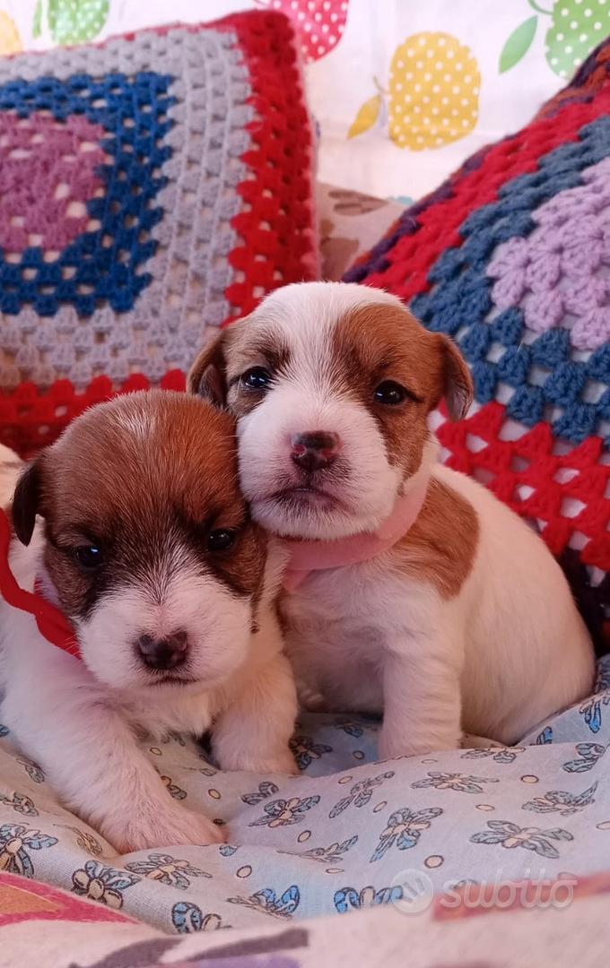 Cuccioli jack Russell pedigree ENCI Animali In vendita a Arezzo