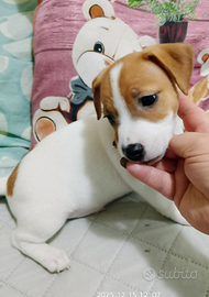 Jack Russell una femminuccia e un maschietto