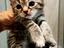 Immagine 1