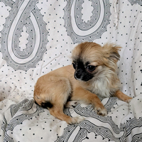 Mini cucciola chihuahua, allevamento enci