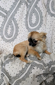 Mini cucciola chihuahua, allevamento enci