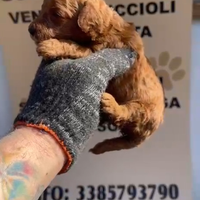 Barboncino toy red 2 M 2 F anche a rate