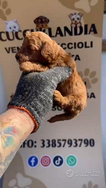 Barboncino toy red 2 M 2 F anche a rate