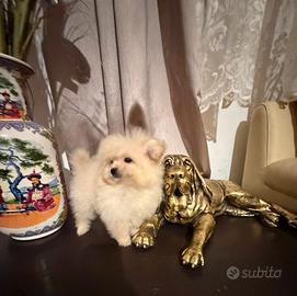 Pomapoo mini