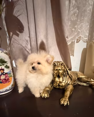 Pomapoo mini