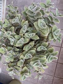 Tradescantia sillamontana