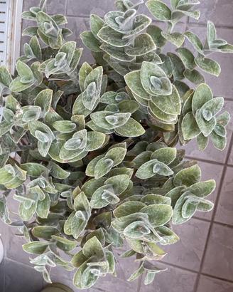 Tradescantia sillamontana