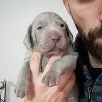 Cucciola di Weimaraner con Pedigree e vaccini