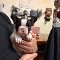 Bouledogue Francese - Alta genealogia certificata