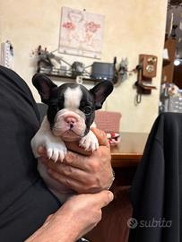 Bouledogue Francese - Alta genealogia certificata
