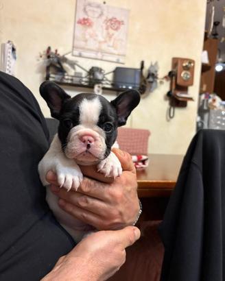 Bouledogue Francese - Alta genealogia certificata