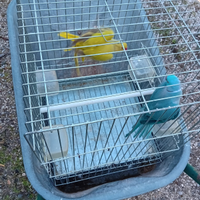 Alessandrina e Oppalina cinamo