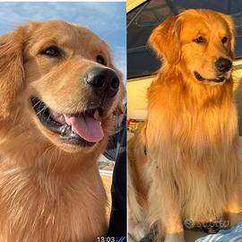 Golden retriver