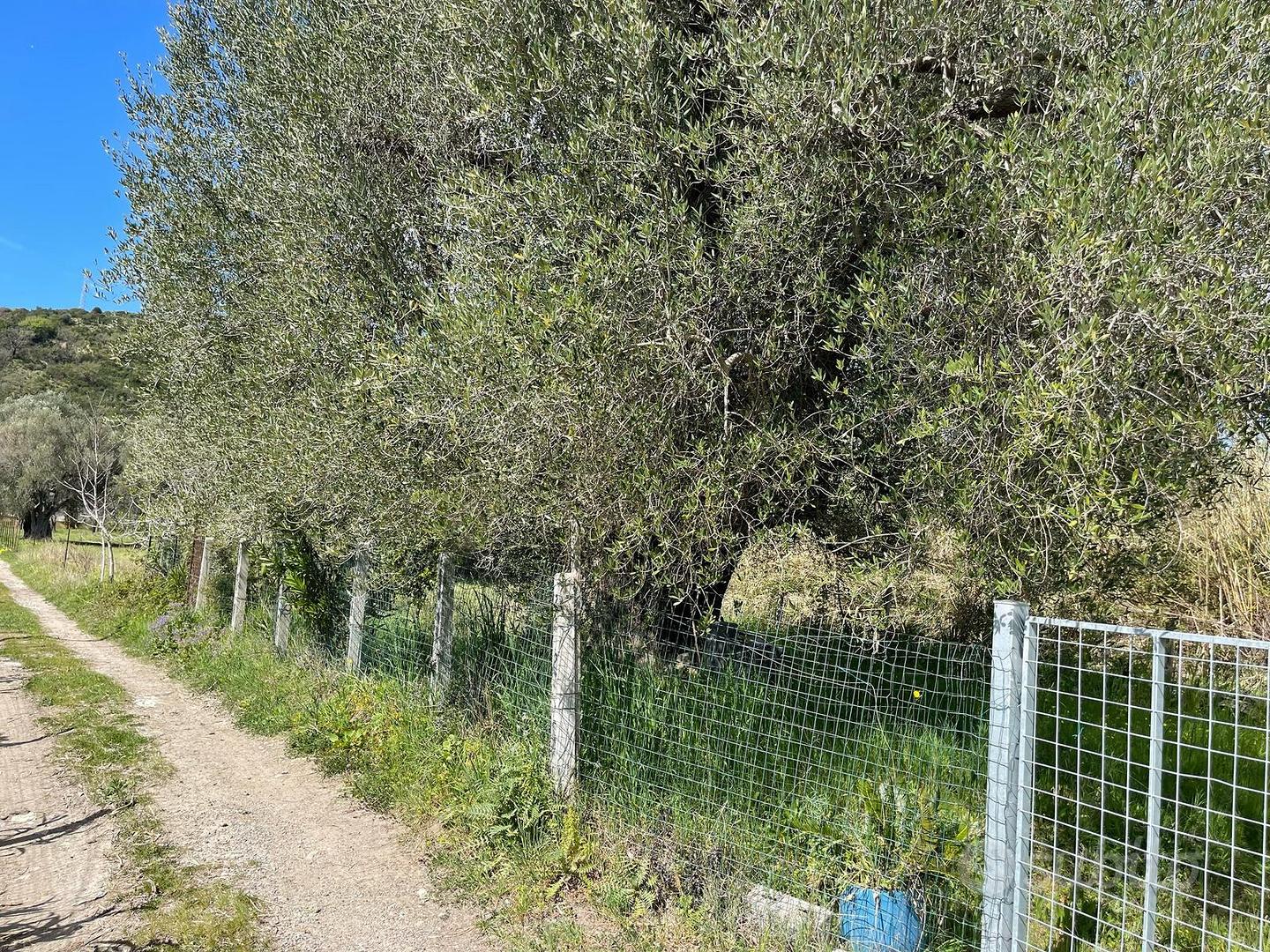Terreno agricolo circa 200mq recintato - Vista 4