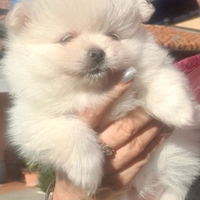 Volpino di pomerania femmina