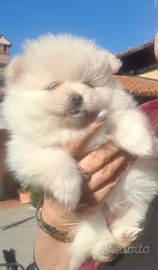 Volpino di pomerania femmina