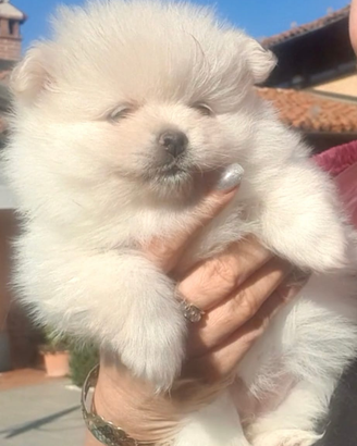 Volpino di pomerania femmina