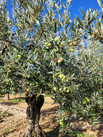 Uliveto Mokarta Salemi