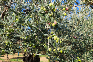 Uliveto Mokarta Salemi